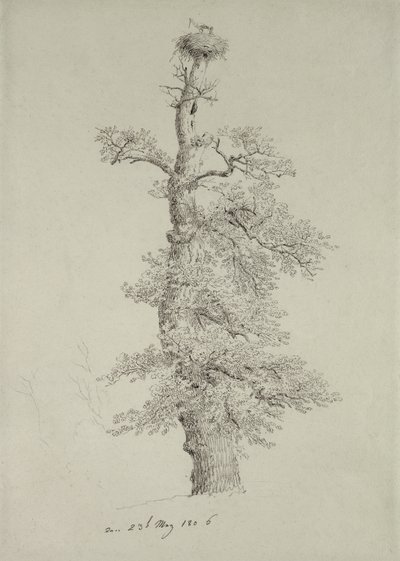 Ancient Oak Tree with a Stork